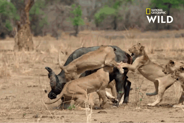 Video: Trâu rừng ác chiến, húc bay sư tử để tìm đường sống