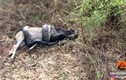 Video: Cố nuốt con mồi, loài trăn lớn nhất châu Phi trả giá đắt
