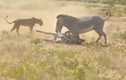 Video: Ngựa vằn ngu ngốc, gián tiếp giúp sư tử xé xác con 