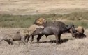 Video: 3 con sư tử đực kéo trâu rừng xuống hố để ăn thịt 
