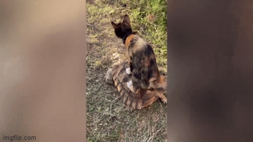 Video: Mèo “quá giang” trên lưng rùa