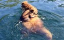 Video: Gấu mẹ cõng con vượt hồ lớn siêu dễ thương