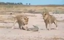Video: Màn quyết chiến giữa cá sấu với 2 con sư tử  