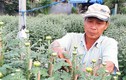 Làng ở Bình Định phất lên nhờ dịp Tết vừa qua trồng hoa cúc