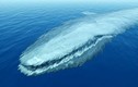 Sinh vật dài nhất thế giới, hơn cả cá voi xanh