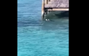 Video: Chó lao xuống biển tấn công cá mập đầu búa