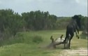 Video: Ngựa đực nhận “cái kết” khó tin khi liều lĩnh đá cá sấu  