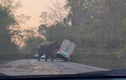 Video: Voi rừng hung hãn húc đổ xe bán tải
