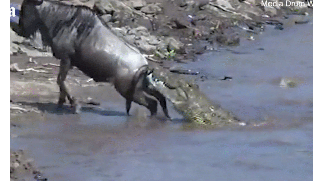 Video: Linh dương đầu bò bị cá sấu cắn đuôi, thoát chết khó tin