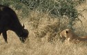 Video: Cuộc đụng độ đầy "bất ổn" giữa trâu rừng và sư tử  