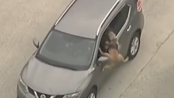 Video: Chó nghiệp vụ tóm gọn tên cướp ô tô trên xa lộ