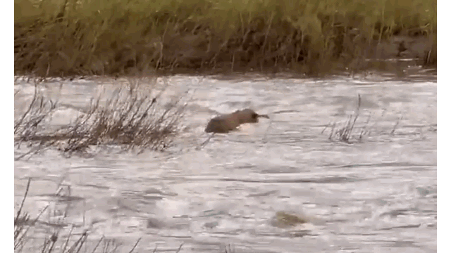 Video: Con bị nước cuốn trôi, sư tử mẹ liều mạng bơi ra giải cứu
