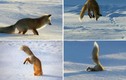 Video: “Tuyệt chiêu” săn mồi độc đáo của cáo tuyết 