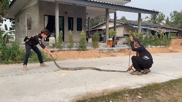 Video: Màn bắt rắn hổ mang chúa "khổng lồ" dài 3,6 mét