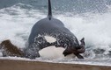 Video: Cá voi sát thủ lao lên bờ săn giết hải cẩu  