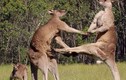 Video: Màn “đấu võ” kịch tính của Kangaroo  