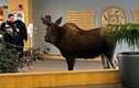 Nai sừng tấm xông vào bệnh viện ở Alaska, gặm cây cảnh