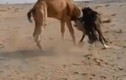 Video: Khiêu khích lạc đà, ngựa vằn nhận cái kết đau đớn