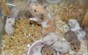 Video: Cận cảnh quá trình phát triển của chuột hamster  