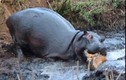 Video: Rợn người nhìn cảnh hà mã tàn sát linh dương 