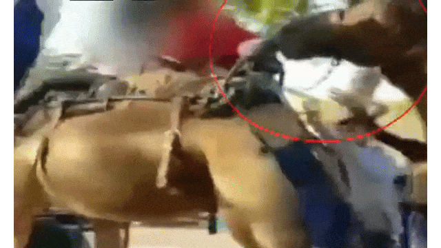 Video: Bị lạc đà cắn, bé gái kêu la thảm thiết và cái kết