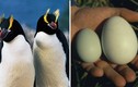 Chim cánh cụt: đẻ 2 quả trứng nhưng luôn bỏ đi 1 quả