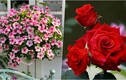 4 loại hoa chuyên trồng ban công, phát triển tốt, hoa nở quanh năm