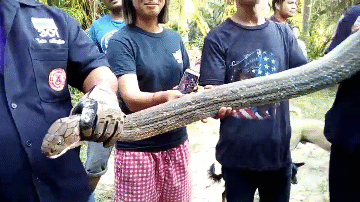 Video: Bò vào nhà dân, rắn hổ mang chúa dài hơn 6m bị tóm