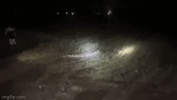 Video: Nông dân ở Ấn Độ phát hiện cá sấu khi ra đồng lúc đêm