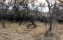 Video: Sư tử đực ngang nhiên săn mồi trước mặt đàn trâu và cái kết 