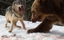 Gấu Bắc Mỹ láu cá cướp miếng ăn từ miệng sói 