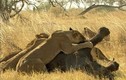 Video: Sư tử thể hiện sức mạnh, hạ sát voi rừng trong chớp mắt  