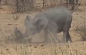 Video: Xem voi rừng nhấc bổng, quăng quật trâu rừng đến chết  