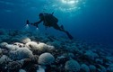 Nhiệt độ đại dương cao kỷ lục, giới khoa học tìm câu trả lời