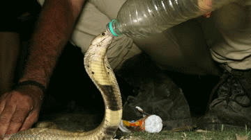Video: Nghẹt thở màn giải cứu, cho rắn hổ mang uống nước
