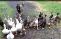 Video: Ngạc nhiên với cảnh chú chó đi...chăn vịt  