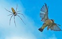 Tuyệt chiêu giăng "thiên la địa võng" săn mồi của nhện khổng lồ Nephila