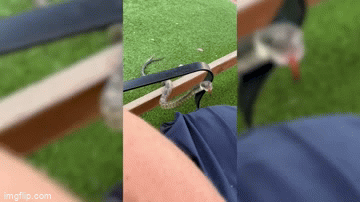 Video: Con rắn trườn lên đùi người đàn ông tại nhà hàng