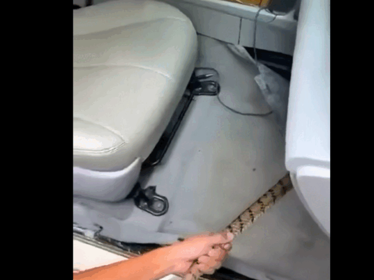 Video: Bắt rắn cực khủng trong khoang lái ô tô con