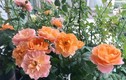 Cách trồng hoa hồng trong chậu ban công? 