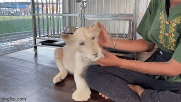 Video: Quán cà phê nuôi sư tử con để thu hút khách