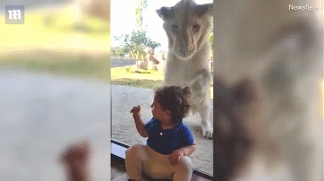Video: Sư tử điên cuồng vồ bé trai sau tấm kính và cái kết