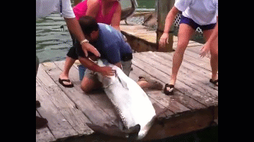 Video: Người đàn ông dùng tay câu cá "khủng"