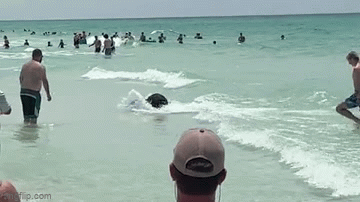 Lý giải sự xuất hiện bất thường của gấu đen ở bãi biển Florida