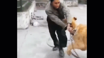 Video: Sư tử điên cuồng lao đến cắn người đàn ông và cái kết 