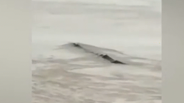 Video: Phát hiện "thủy quái" bơi trên sông và sự thật ngã ngửa