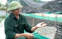 Trên nuôi ếch, dưới nuôi cá rô, anh nông dân Bắc Ninh thu 1 tỷ/năm