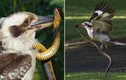 Đụng nhầm rắn độc, chim bói cá bản địa Úc suýt nhận kết "đắng"