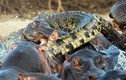 Video: Ông vua đầm lầy - cá sấu bị đàn hà mã điên cuồng "làm gỏi"