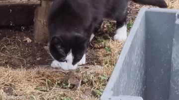 Video: Thay vì bắt chuột, chú mèo lại có hành động bất ngờ